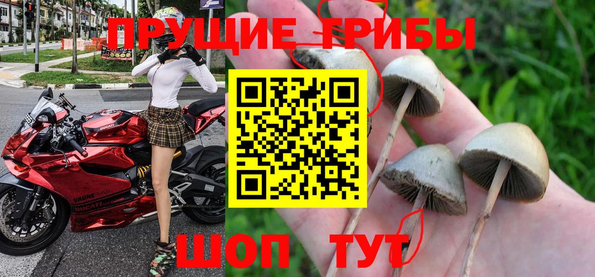 Апрелевка  Псилоцибиновые грибы прущие грибы  Вход с VPN 